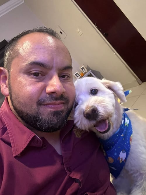 MIGUEL - Golden Retriever / Poodle (unknown type) available for adoption