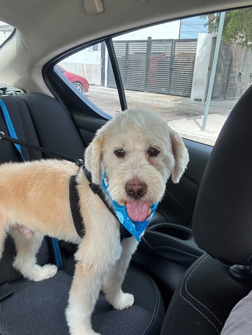 MIGUEL - Golden Retriever / Poodle (unknown type) for adoption in Escondido