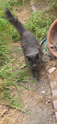 Muffy - Photo 4