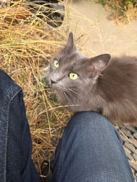 Muffy - Photo 3