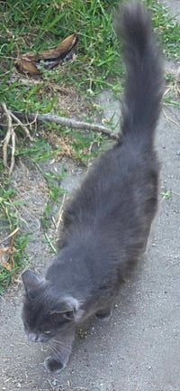 Muffy - Photo 5