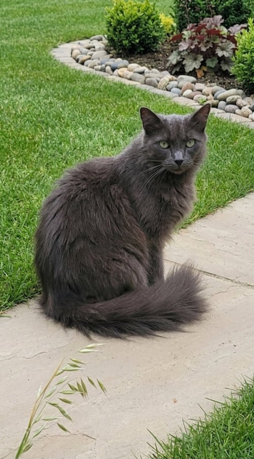 MUFFY - Nebelung / Domestic Long Hair for adoption in Escondido