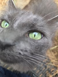Muffy - Photo 2