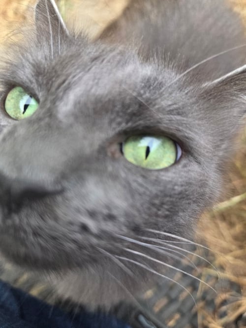 MUFFY - Nebelung / Domestic Long Hair available for adoption