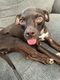 Bella - Photo 1