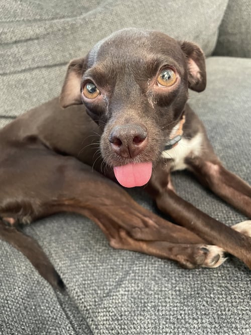 BELLA - Miniature Pinscher / Chihuahua for adoption in Escondido