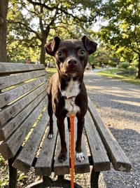 Bella - Photo 6