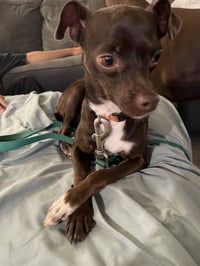 Bella - Photo 8