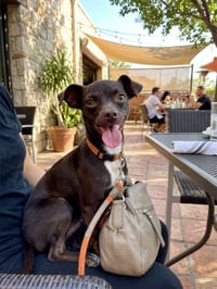 Bella - Photo 4