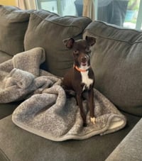 Bella - Photo 2