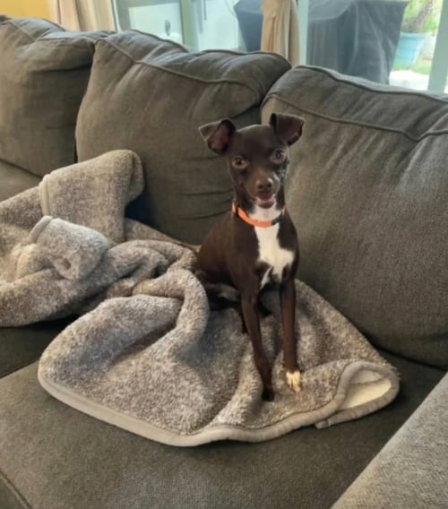 BELLA - Miniature Pinscher / Chihuahua available for adoption