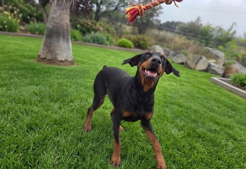 BETA - Doberman Pinscher for adoption in Escondido