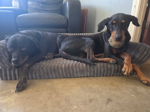 BETA - Doberman Pinscher available for adoption