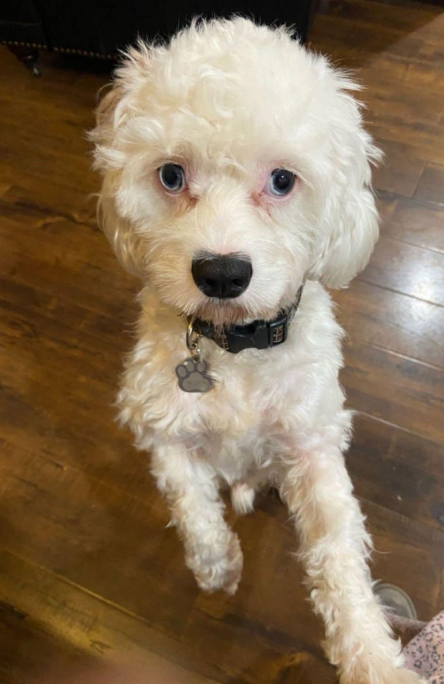 SPOT - Maltese / Poodle (unknown type) available for adoption