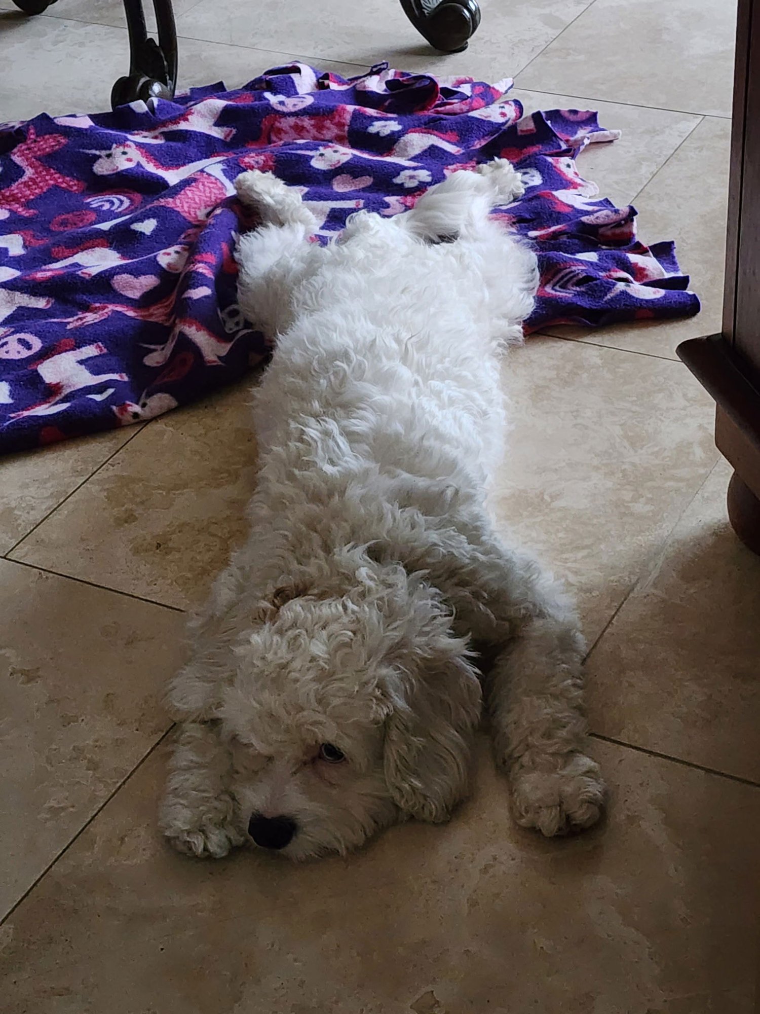 SPOT - Maltese / Poodle (unknown type) available for adoption