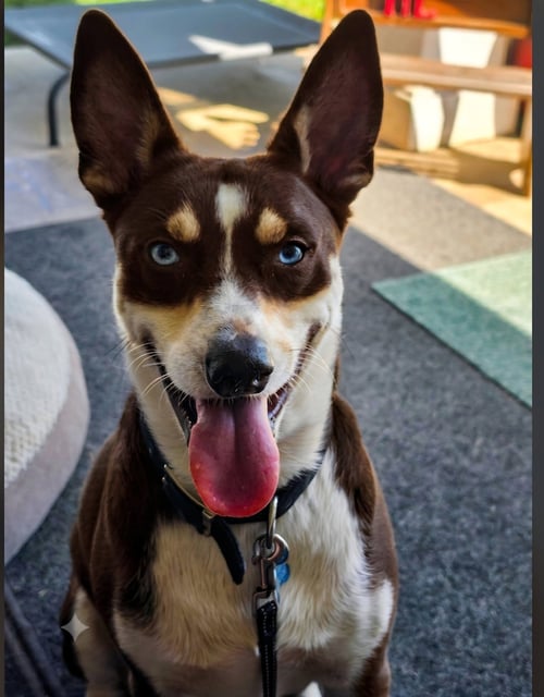 KANE - Australian Kelpie available for adoption