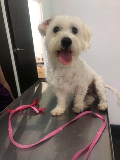 PIPPIN - Maltese / Poodle (unknown type) for adoption in Escondido