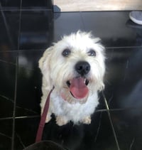 Pippin - Photo 4