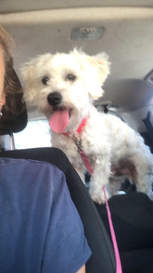 PIPPIN - Maltese / Poodle (unknown type) available for adoption