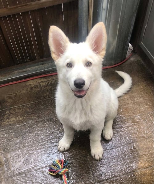 JAG - Corgi / Poodle (unknown type) available for adoption