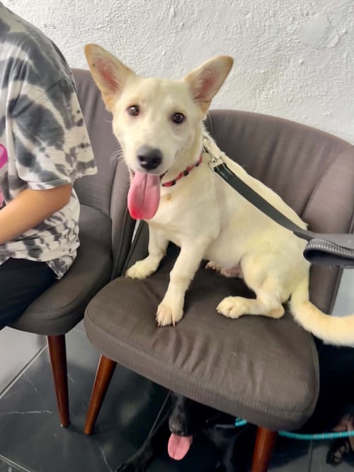 JAG - Corgi / Poodle (unknown type) for adoption in Escondido