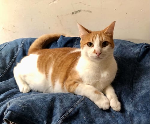 LIONEL - Domestic Short Hair for adoption in Escondido