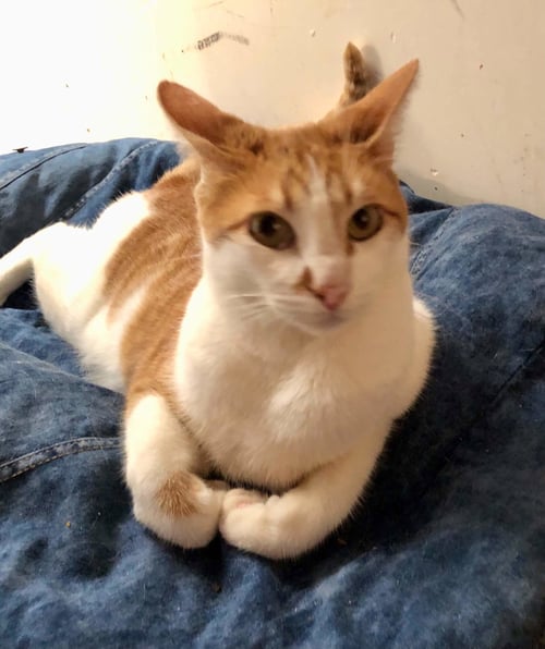 LIONEL - Domestic Short Hair available for adoption