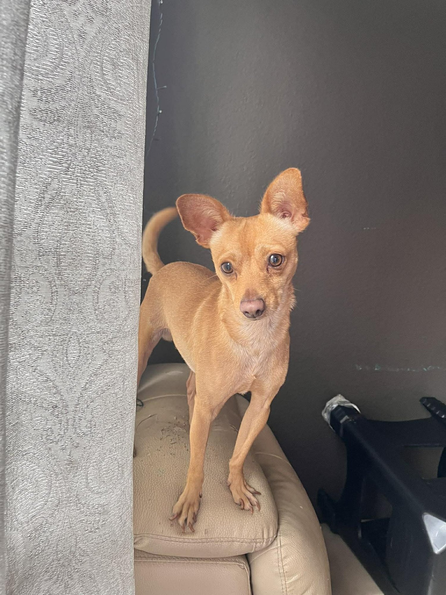 TEX - Chihuahua available for adoption