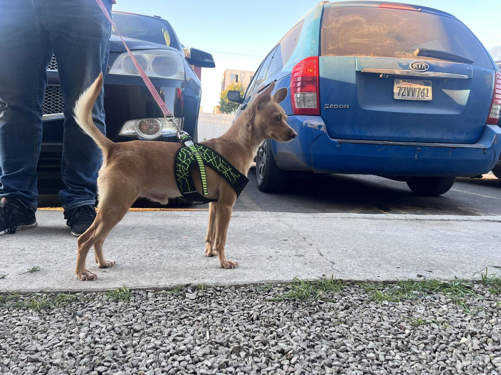 TEX - Chihuahua available for adoption