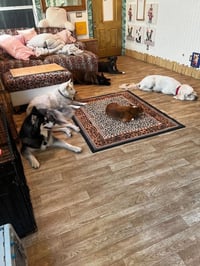 Ember - Photo 4