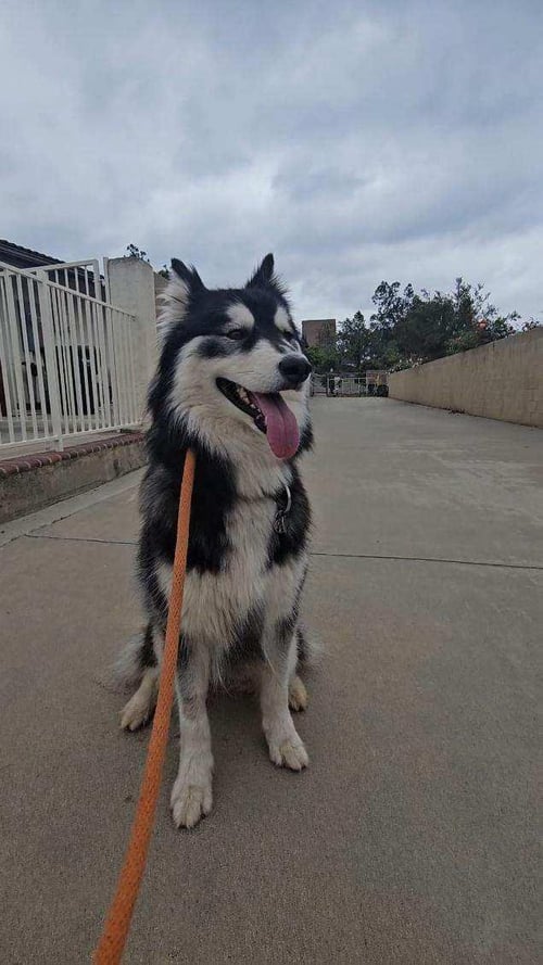 EMBER - Siberian Husky / Husky for adoption in Escondido