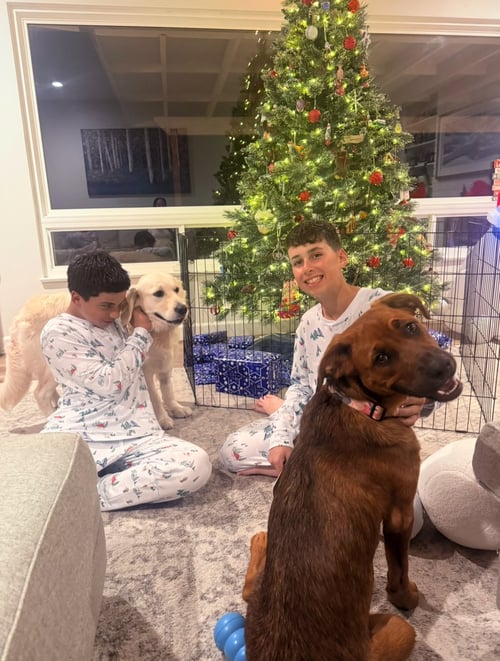 MOKA - Rottweiler / Australian Shepherd available for adoption
