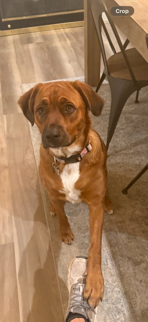 MOKA - Rottweiler / Australian Shepherd for adoption in Escondido