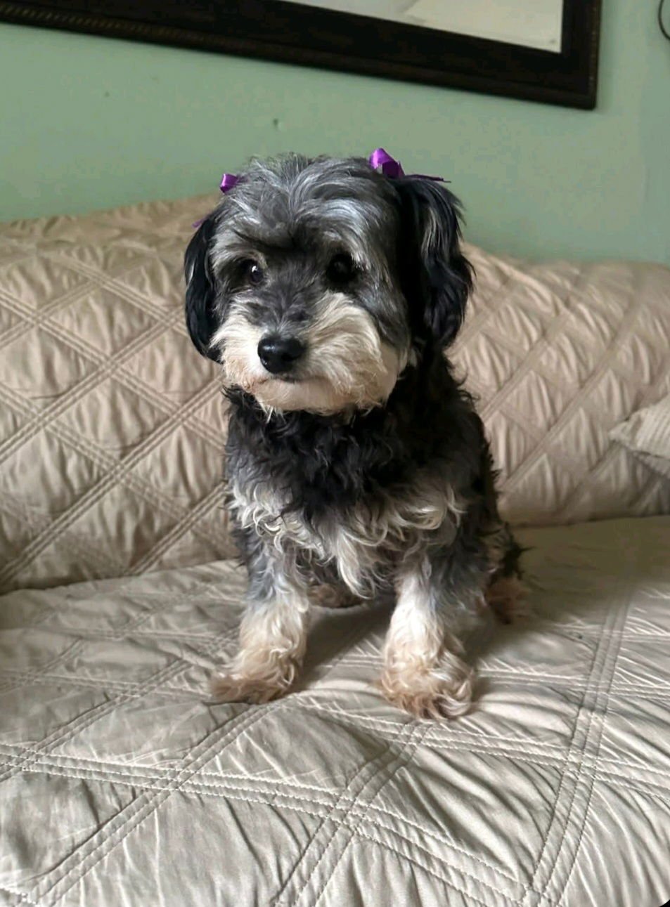 ELLIE - Havanese / Poodle (unknown type) available for adoption