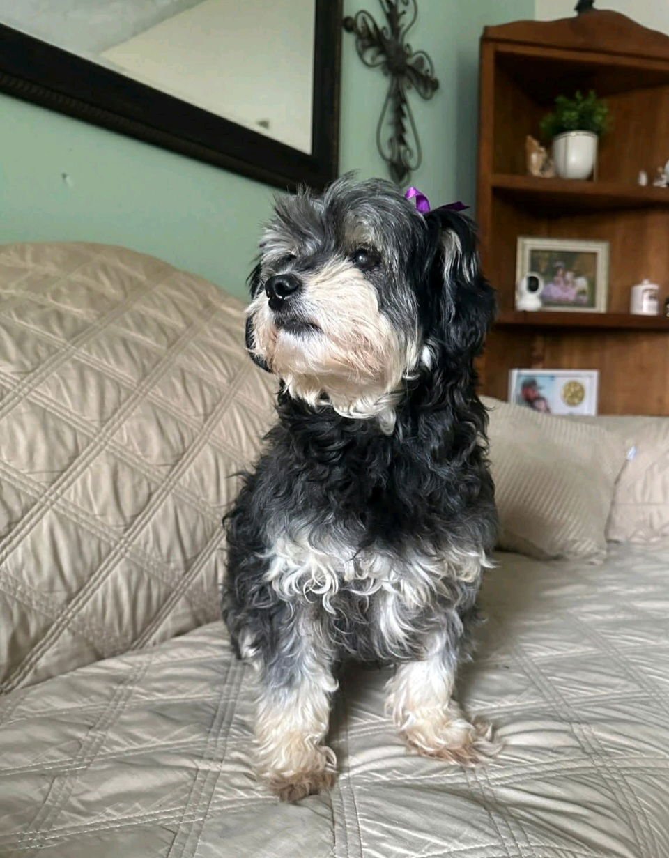 ELLIE - Havanese / Poodle (unknown type) available for adoption