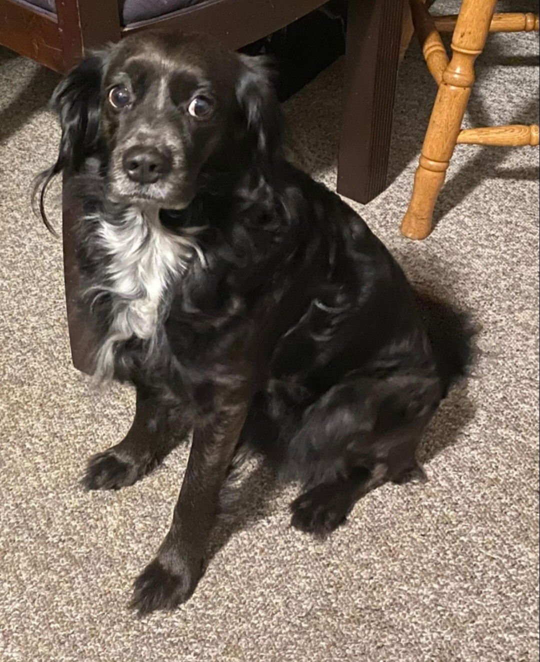 GRACIE - English Cocker Spaniel / Cocker Spaniel for adoption in Escondido