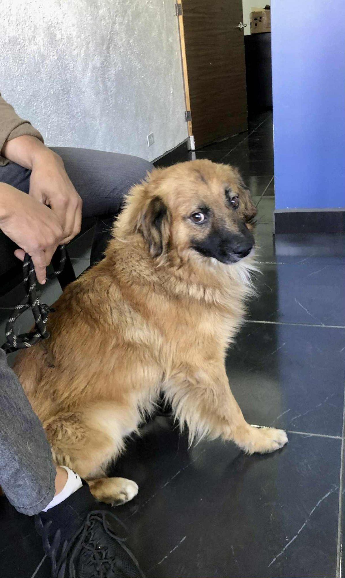 KING - Collie / Shepherd available for adoption