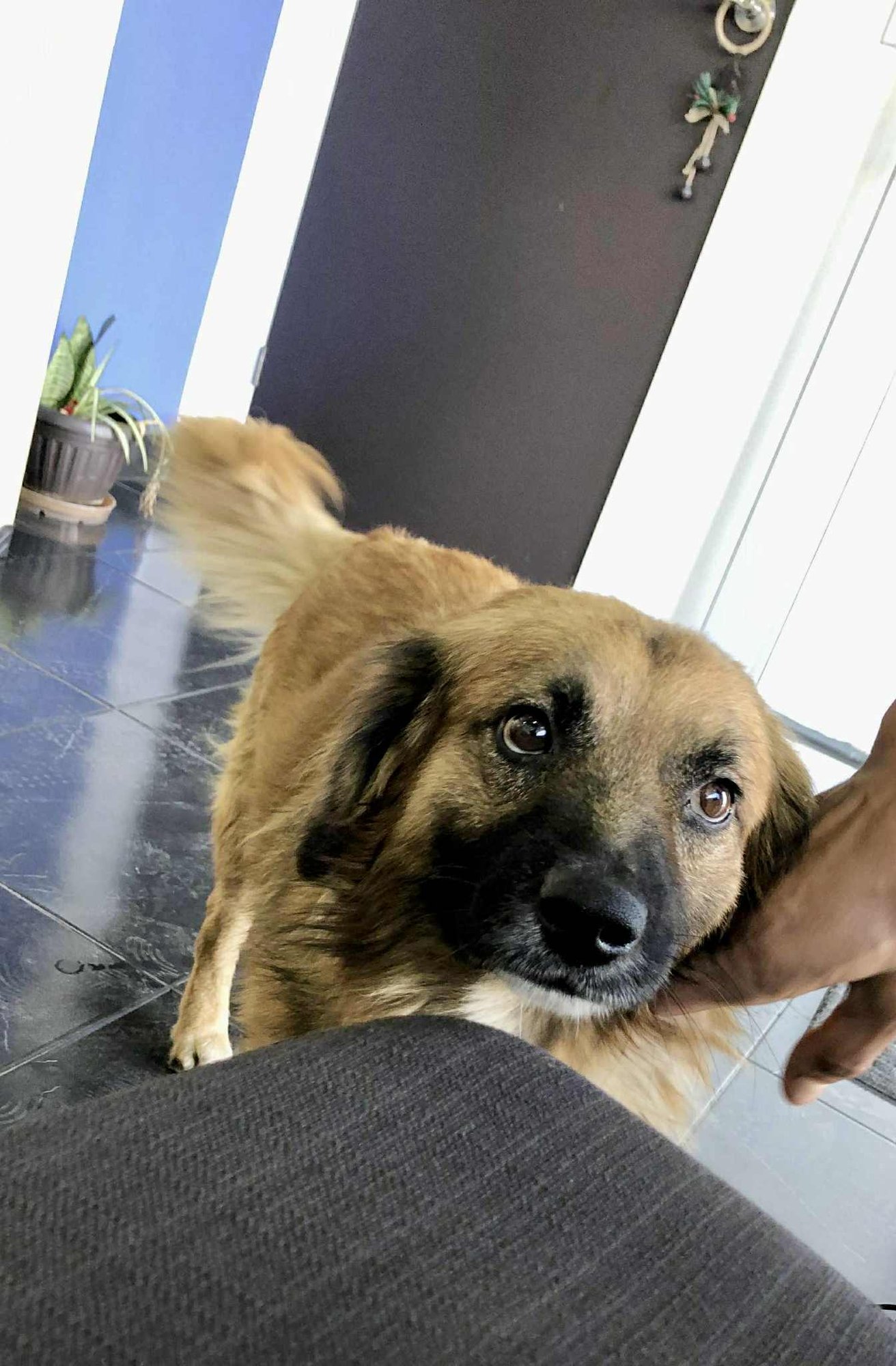 KING - Collie / Shepherd available for adoption