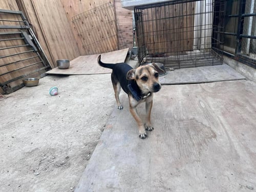 ARIA LOVE - Beagle for adoption in Escondido