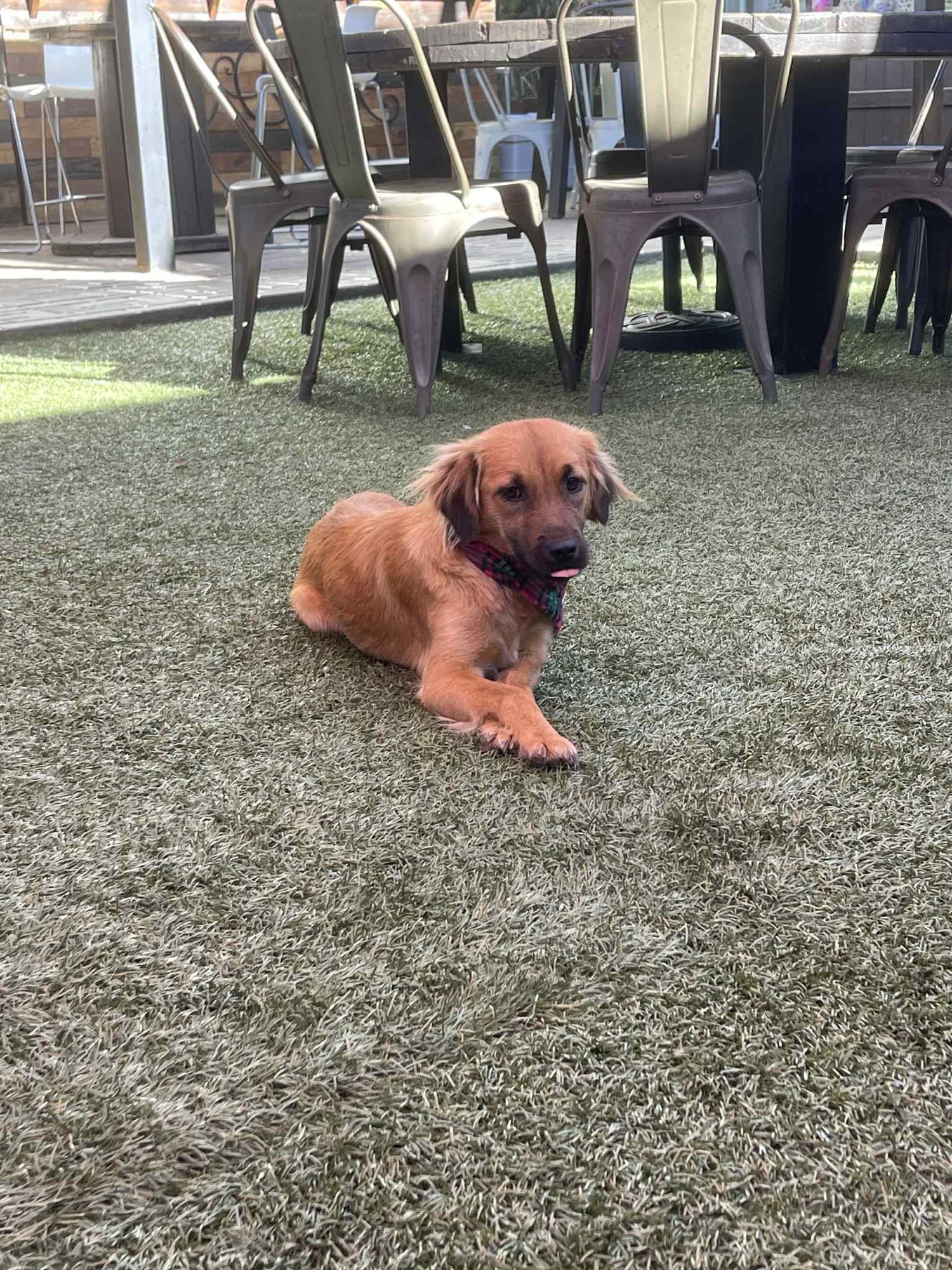 HOPE - Cocker Spaniel / Poodle (Miniature) available for adoption