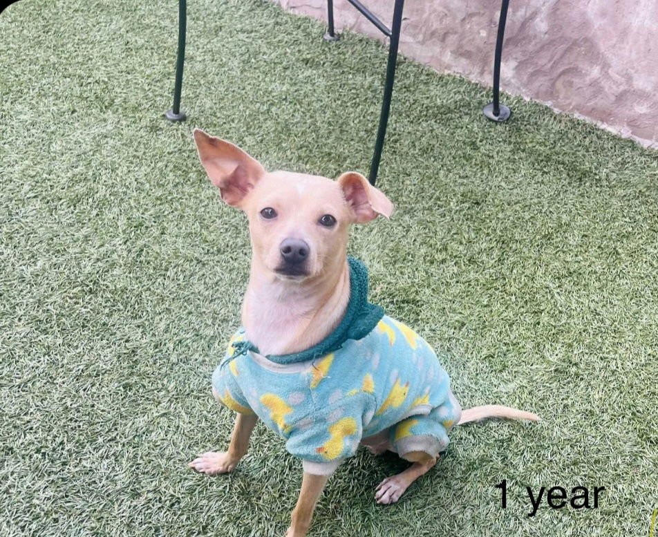 HUDSON - Miniature Pinscher available for adoption