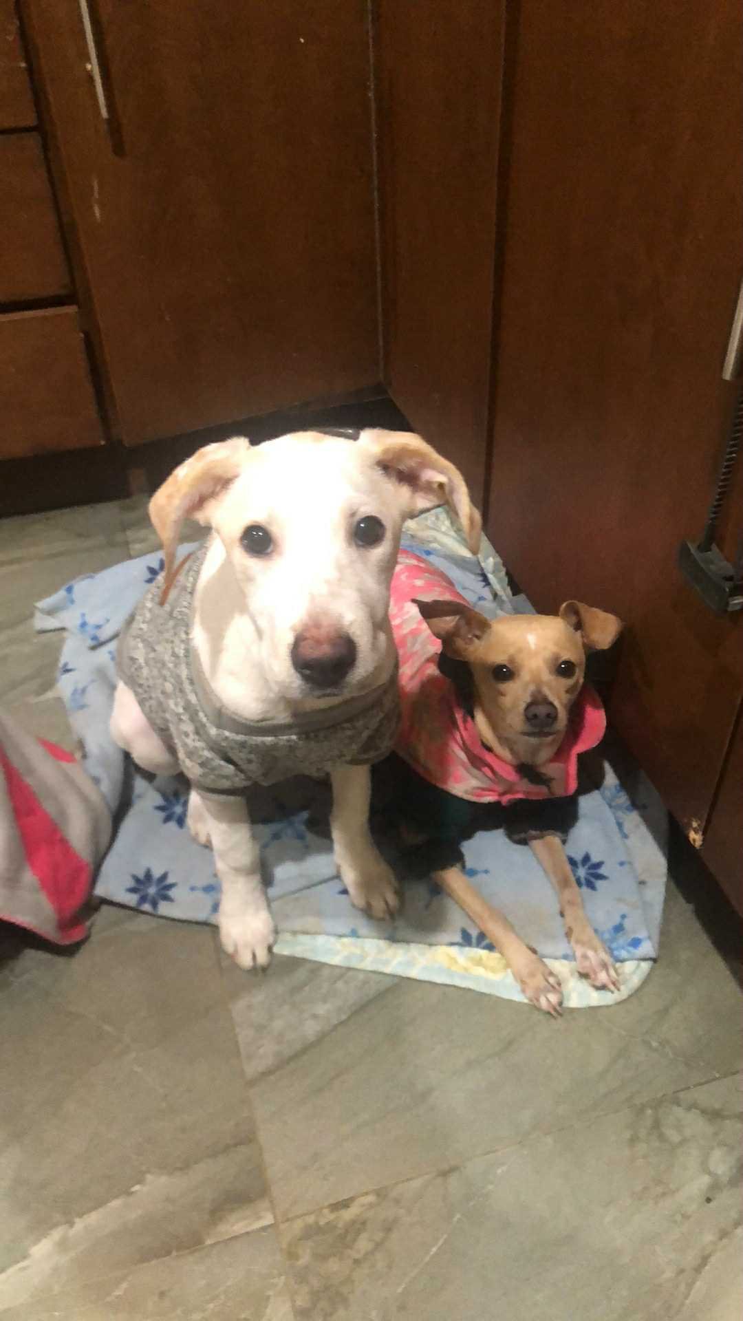 HUDSON - Miniature Pinscher available for adoption