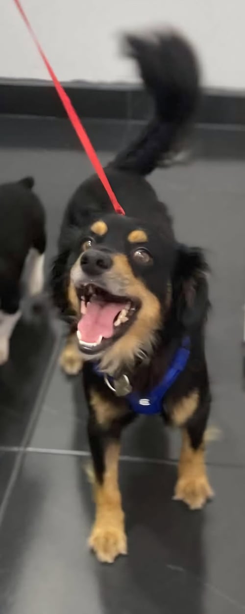 ROCKY - Cocker Spaniel / Papillon available for adoption