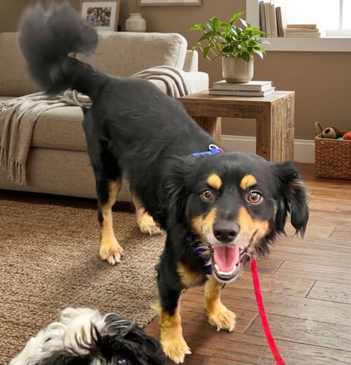 ROCKY - Cocker Spaniel / Papillon for adoption in Escondido