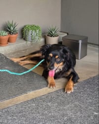 Rocky - Photo 8