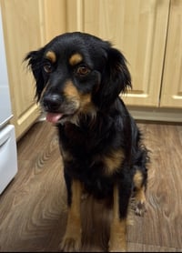 Rocky - Photo 7