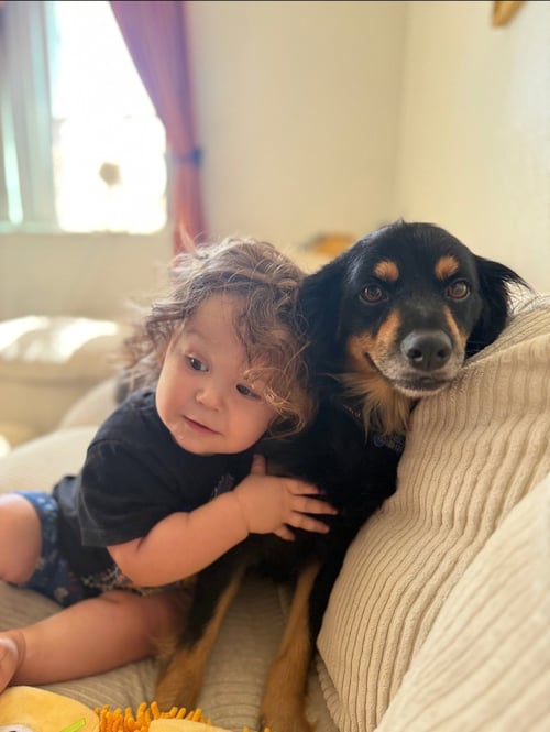 ROCKY - Cocker Spaniel / Papillon available for adoption