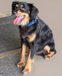 Rocky - Photo 4