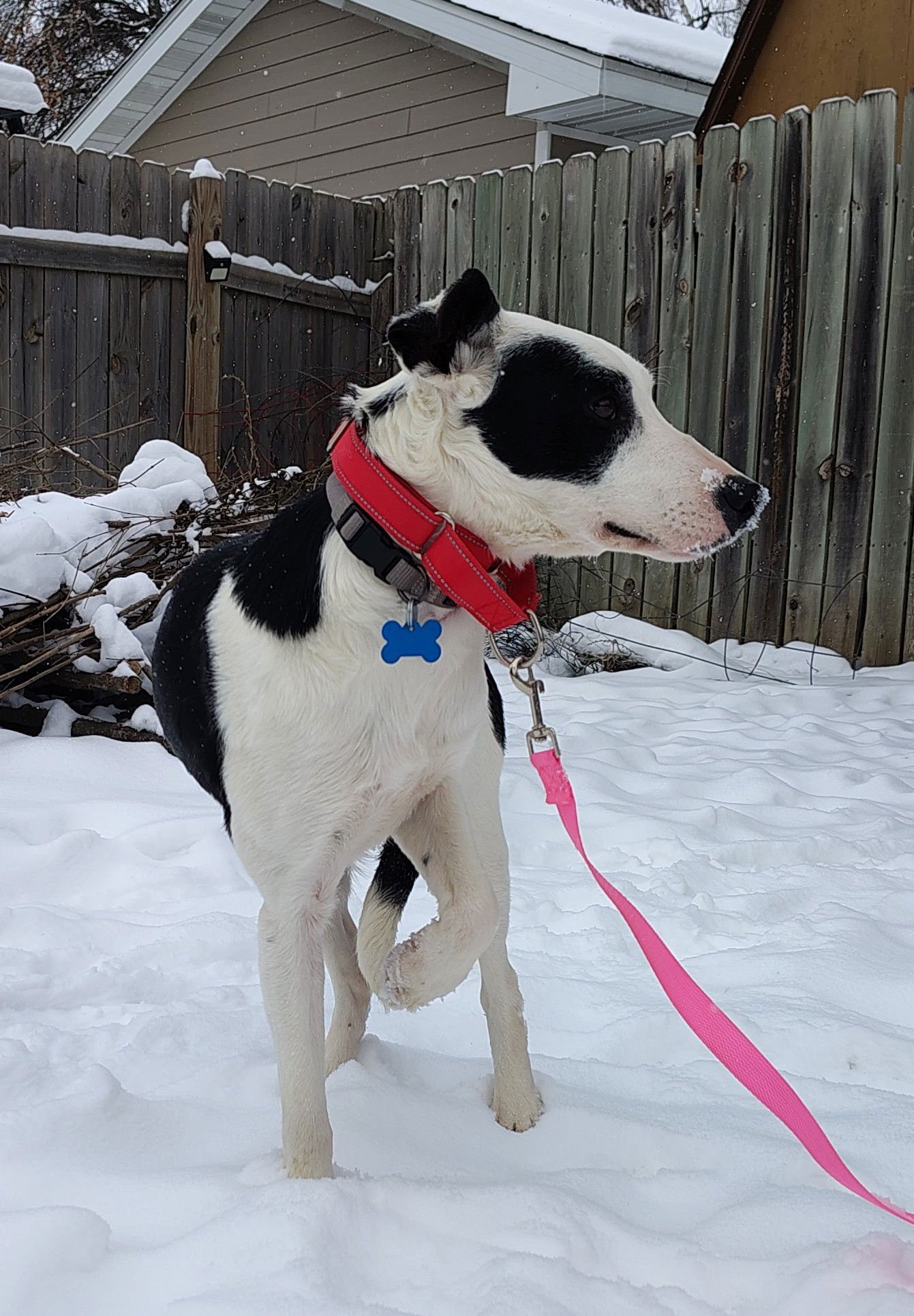 DAISY3 - Border Collie available for adoption