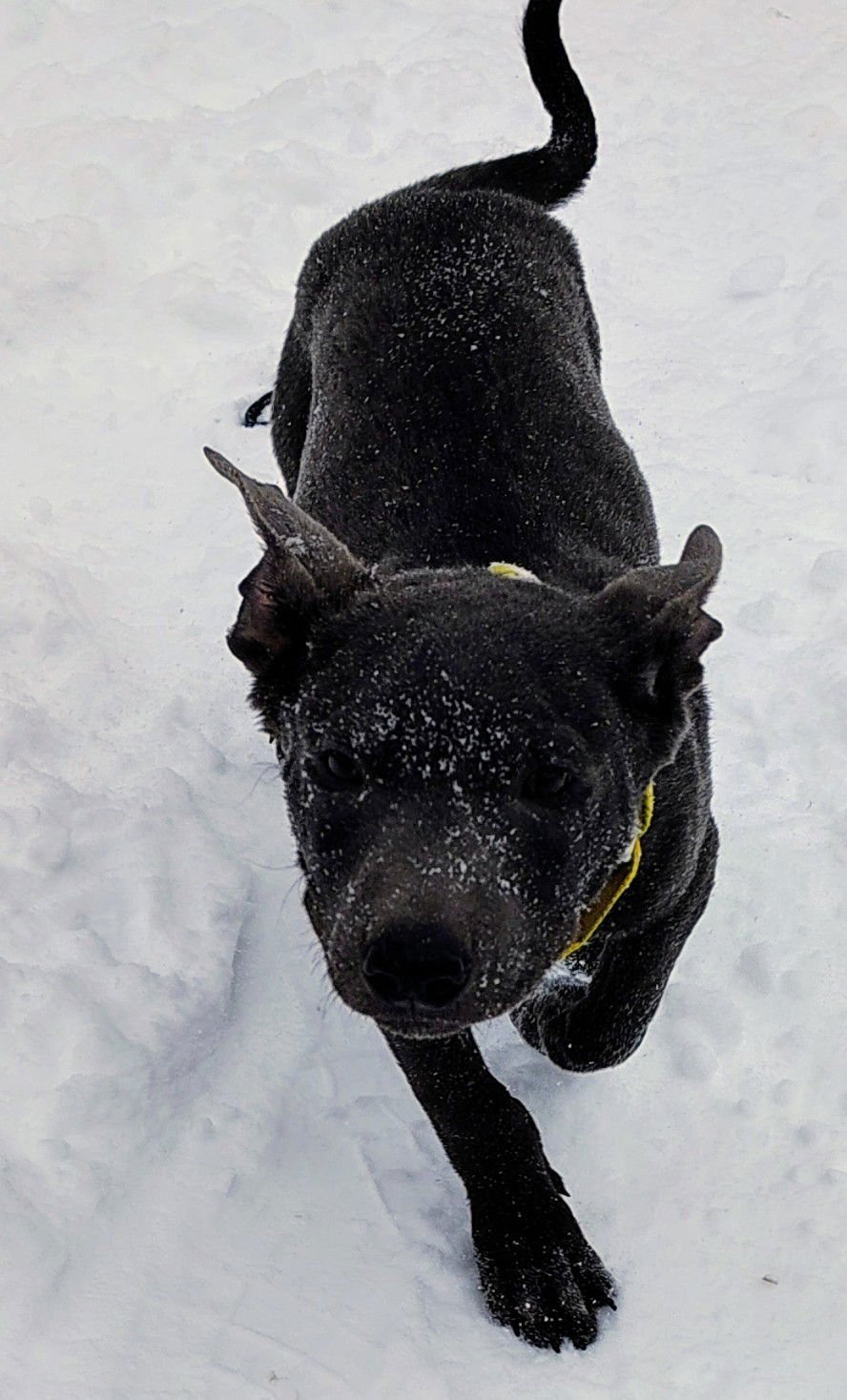 ROCKY - Shepherd / Pit Bull Terrier available for adoption